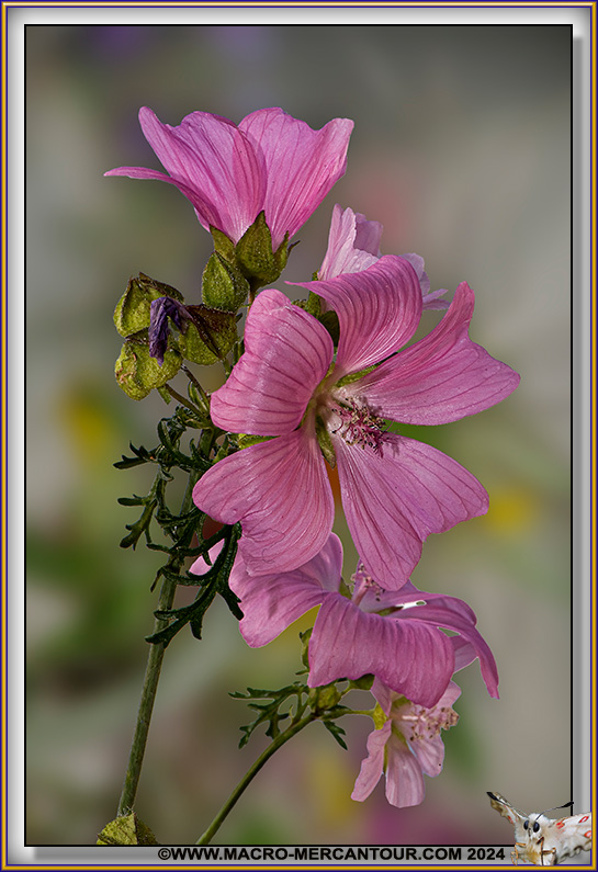 Mauve alcée